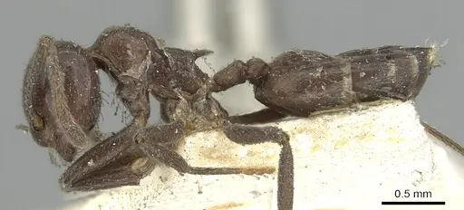 Crematogaster pia specimen