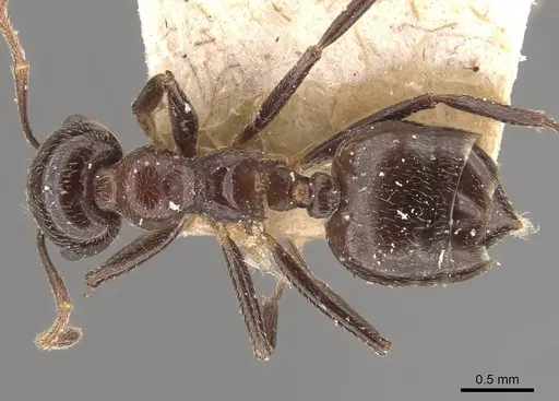 Crematogaster pia - CASENT0908587