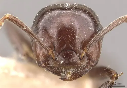 Crematogaster pia - CASENT0908587