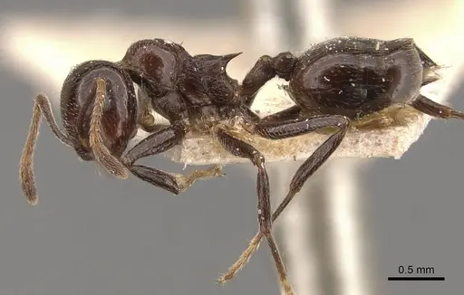 Crematogaster pia - CASENT0908587