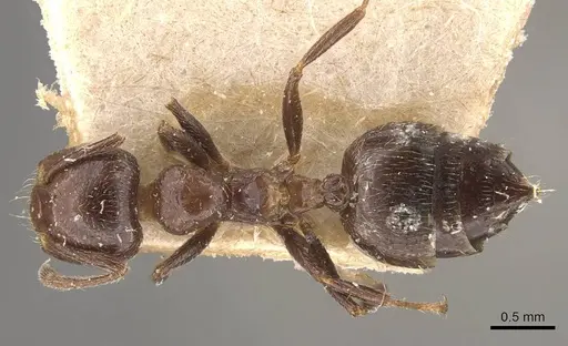 Crematogaster pia - CASENT0908588
