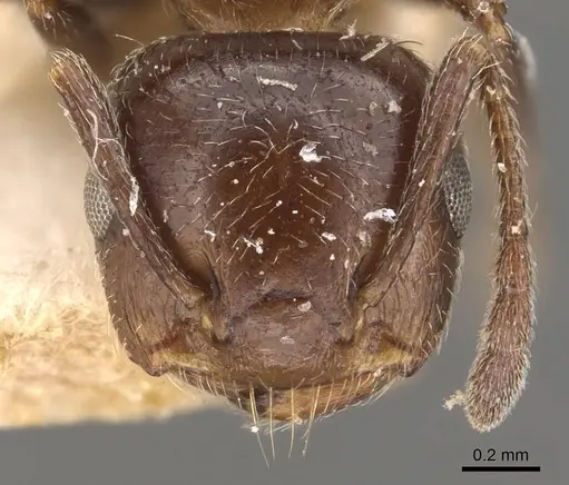 Crematogaster pia - CASENT0908588