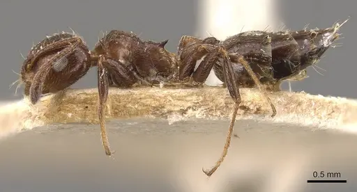 Crematogaster pia - CASENT0908588