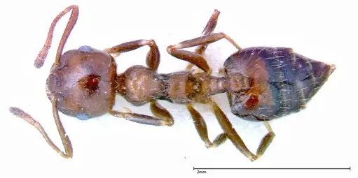 Crematogaster pia - FOCOL0267-1