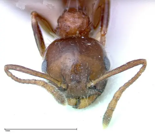 Crematogaster pia - FOCOL0267-1