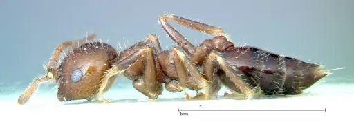 Crematogaster pia - FOCOL0267-1