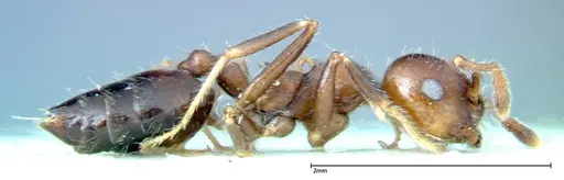 Crematogaster pia - FOCOL0267-1