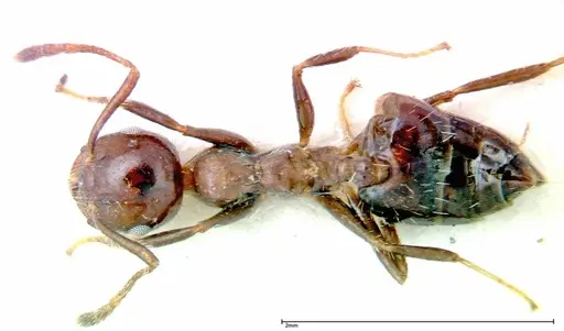 Crematogaster pia - FOCOL0267-2