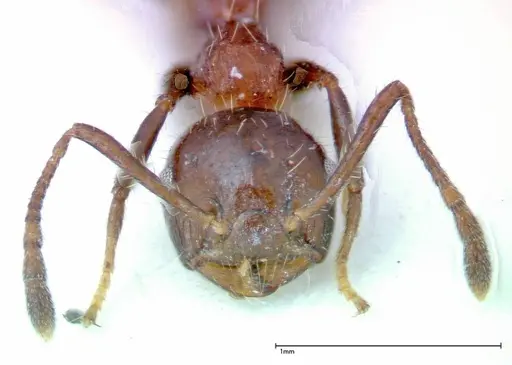 Crematogaster pia - FOCOL0267-2