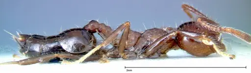 Crematogaster pia - FOCOL0267-2