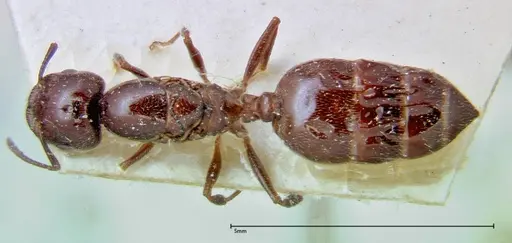 Crematogaster pia - FOCOL0268