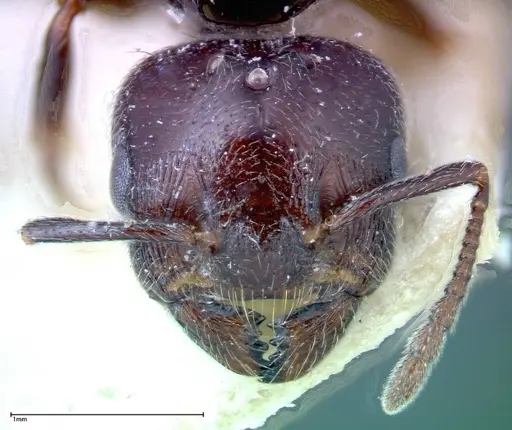 Crematogaster pia - FOCOL0268