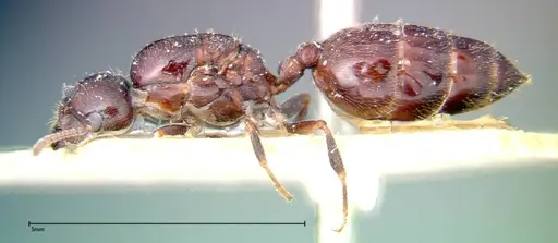 Crematogaster pia - FOCOL0268