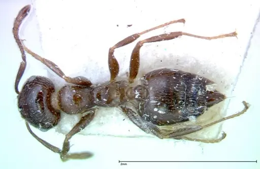 Crematogaster pia - FOCOL0269