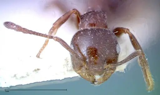 Crematogaster pia - FOCOL0269