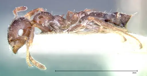 Crematogaster pia - FOCOL0269