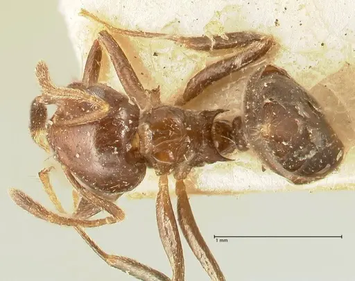 Crematogaster pia - FOCOL1442