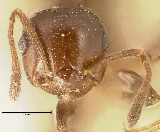Crematogaster pia - FOCOL1442