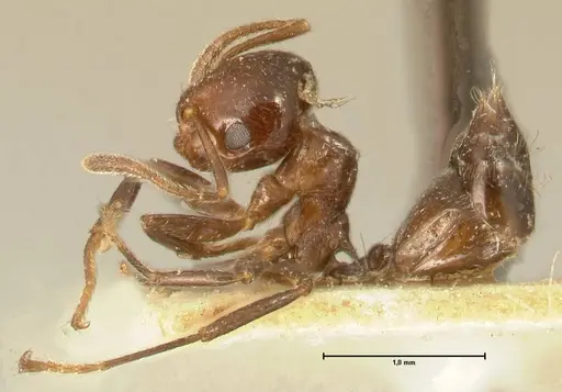 Crematogaster pia - FOCOL1442