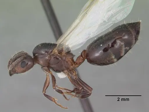Crematogaster pilosa specimen