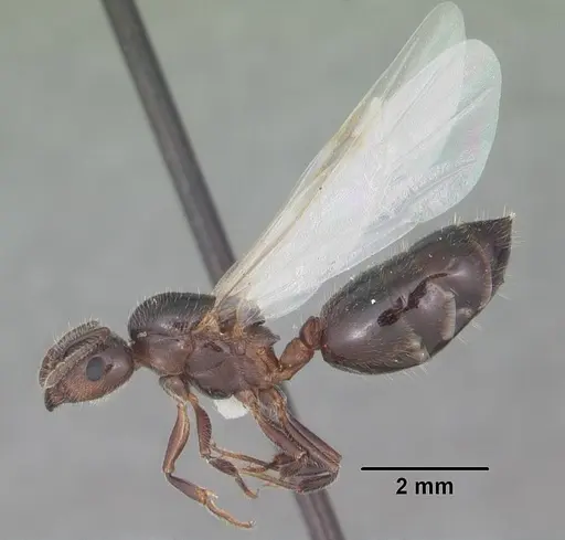 Crematogaster pilosa - CASENT0103803