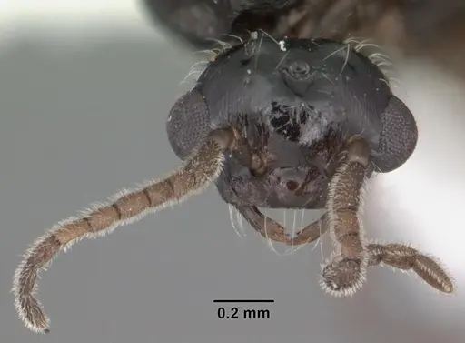 Crematogaster pilosa - CASENT0103804