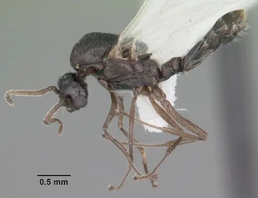 Crematogaster pilosa - CASENT0103804