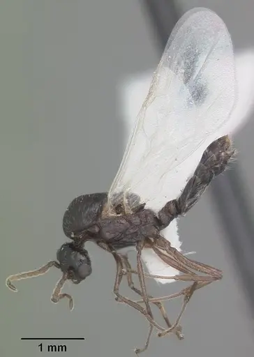 Crematogaster pilosa - CASENT0103804