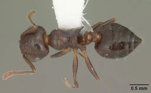 Crematogaster pilosa - CASENT0103806