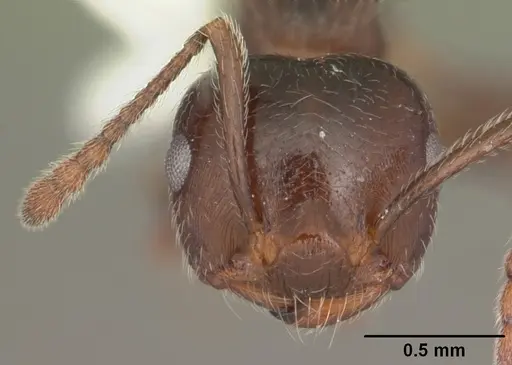 Crematogaster pilosa - CASENT0103806