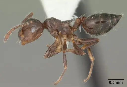 Crematogaster pilosa - CASENT0103806
