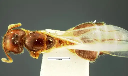 Crematogaster pilosa - CASENT0105566