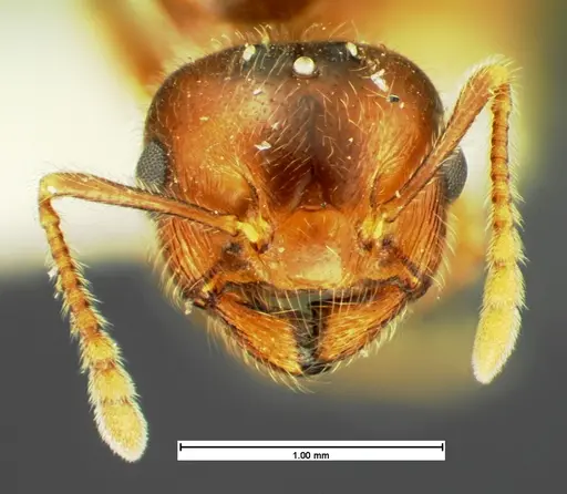 Crematogaster pilosa - CASENT0105566