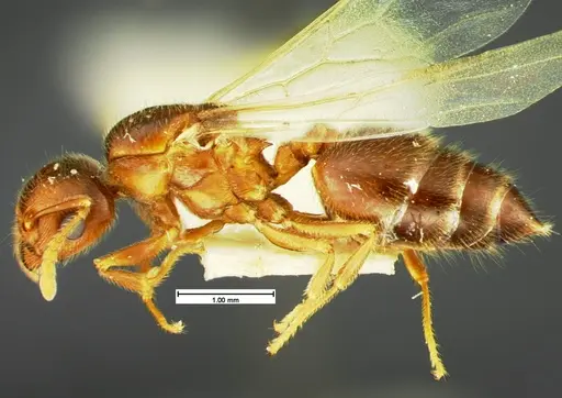 Crematogaster pilosa - CASENT0105566