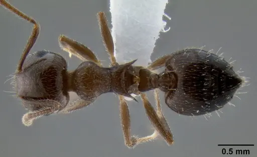 Crematogaster pilosa - CASENT0193165