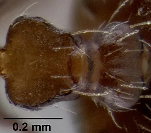 Crematogaster pilosa - CASENT0193165