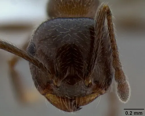 Crematogaster pilosa - CASENT0193165