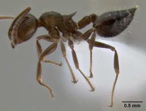 Crematogaster pilosa - CASENT0193165