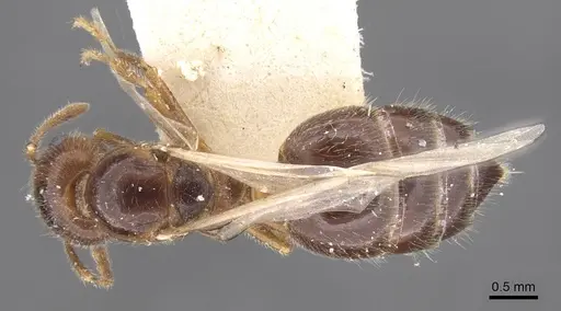 Crematogaster pilosa - CASENT0912712