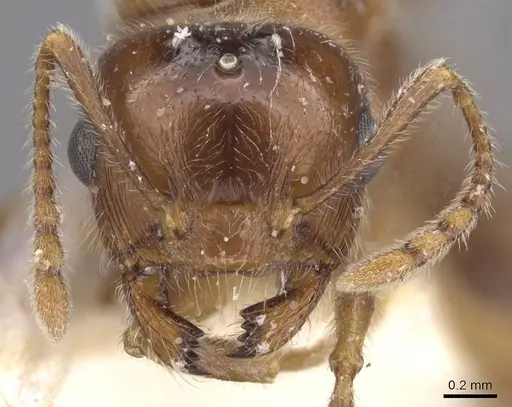 Crematogaster pilosa - CASENT0912712