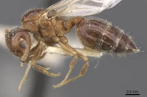 Crematogaster pilosa - CASENT0912712