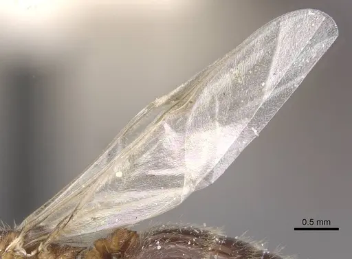 Crematogaster pilosa - CASENT0912712