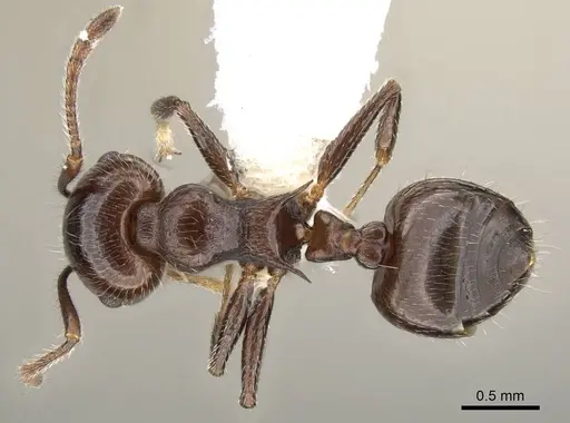Crematogaster pilosa - CASENT0914530