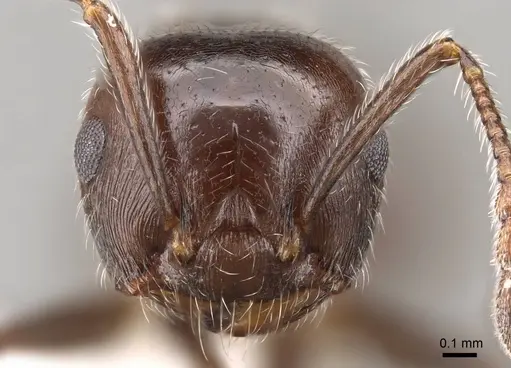 Crematogaster pilosa - CASENT0914530
