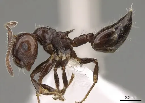 Crematogaster pilosa - CASENT0914530