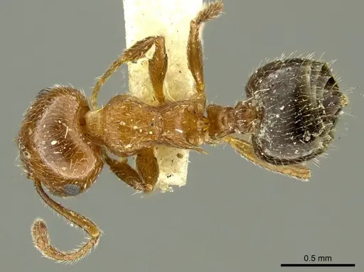 Crematogaster pilosa - CASENT0919707