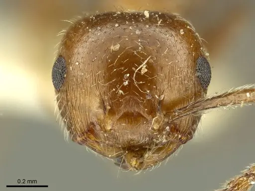 Crematogaster pilosa - CASENT0919707