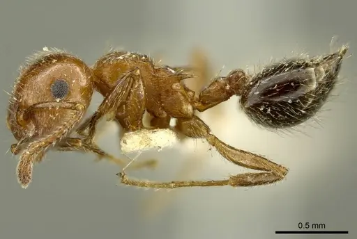 Crematogaster pilosa - CASENT0919707