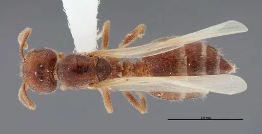 Crematogaster pilosa - FMNHINS0000062697