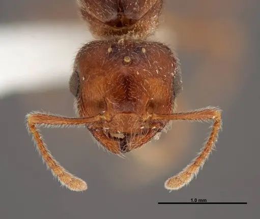 Crematogaster pilosa - FMNHINS0000062697